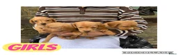 Cockerdor dogs for sale: Fox red Cockerdor pups 🐶 - Advert 1