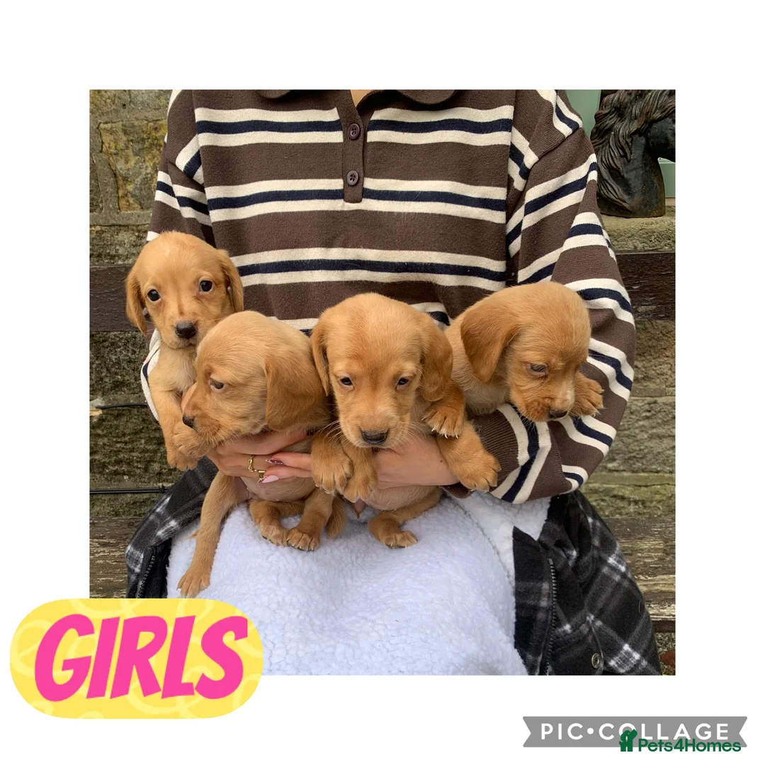 Cockerdor dogs for sale: Fox red Cockerdor pups 🐶 - Advert 1