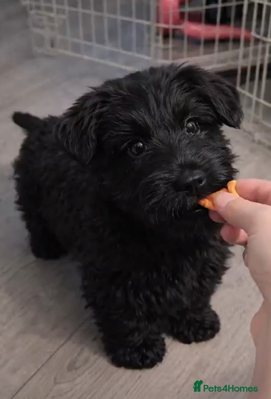 Scottish Terrier dogs 🖤 Scottish terrier puppy🖤 - Advert 4