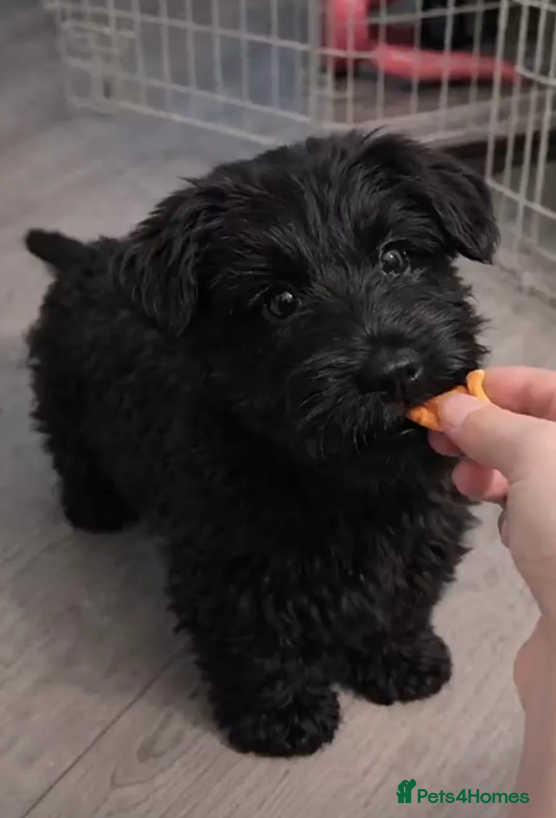 Scottish Terrier dogs for sale: 🖤 Scottish terrier puppy🖤 - Advert 1