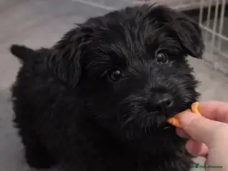 Scottish Terrier dogs 🖤 Scottish terrier puppy🖤 - Advert 4