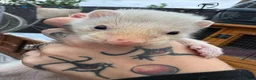 Ferret rodents for sale: Hobs  - Advert 10