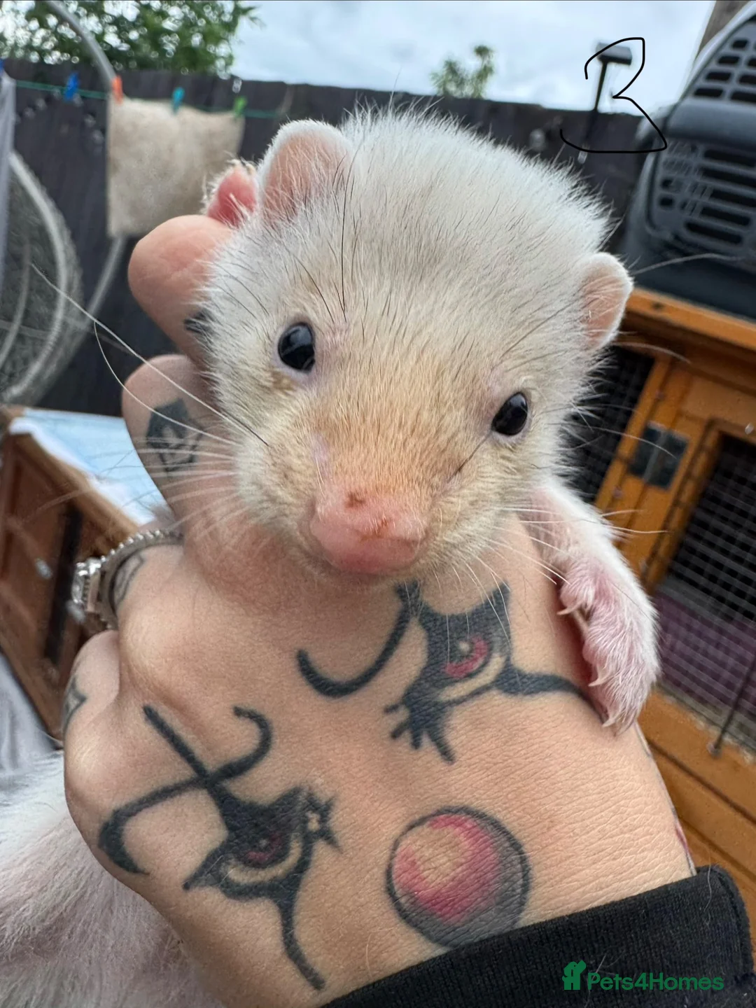 Ferret rodents for sale: Hobs  - Advert 10