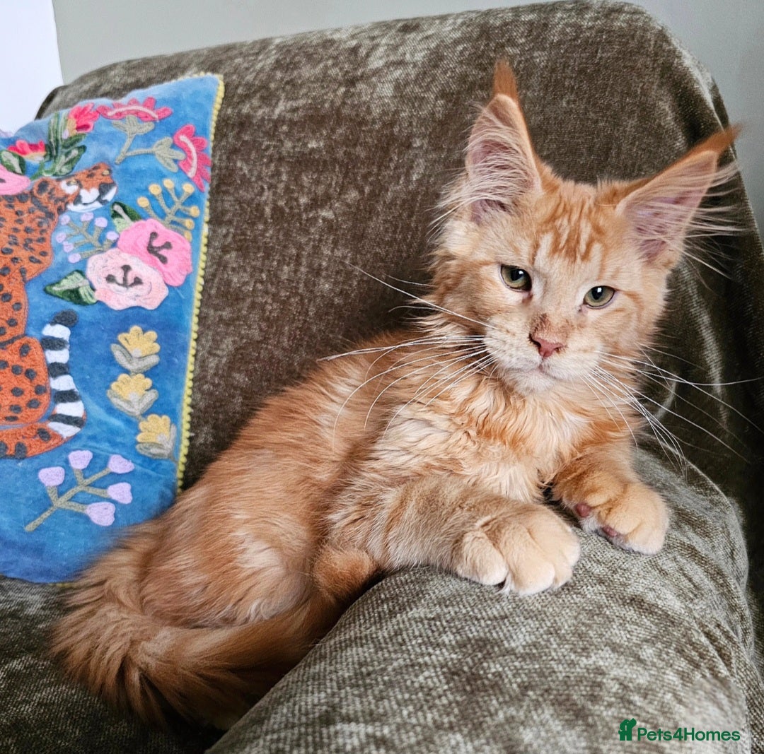 Maine Coon cats Maine Coon kittens looking for loving homes - Advert 10