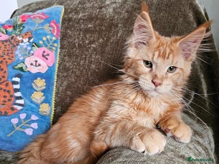 Maine Coon cats Maine Coon kittens looking for loving homes - Advert 10