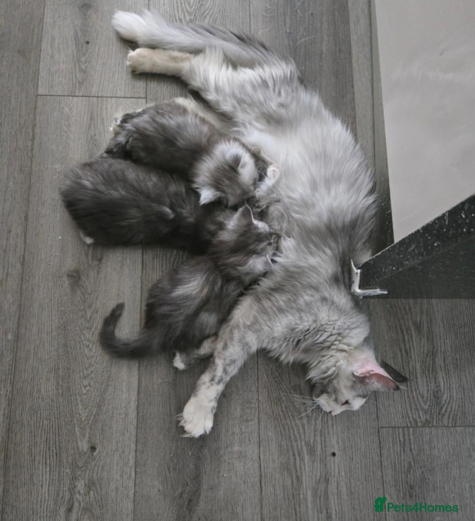 Maine Coon cats TiCA registered 2F q x 7777 polly - Advert 17