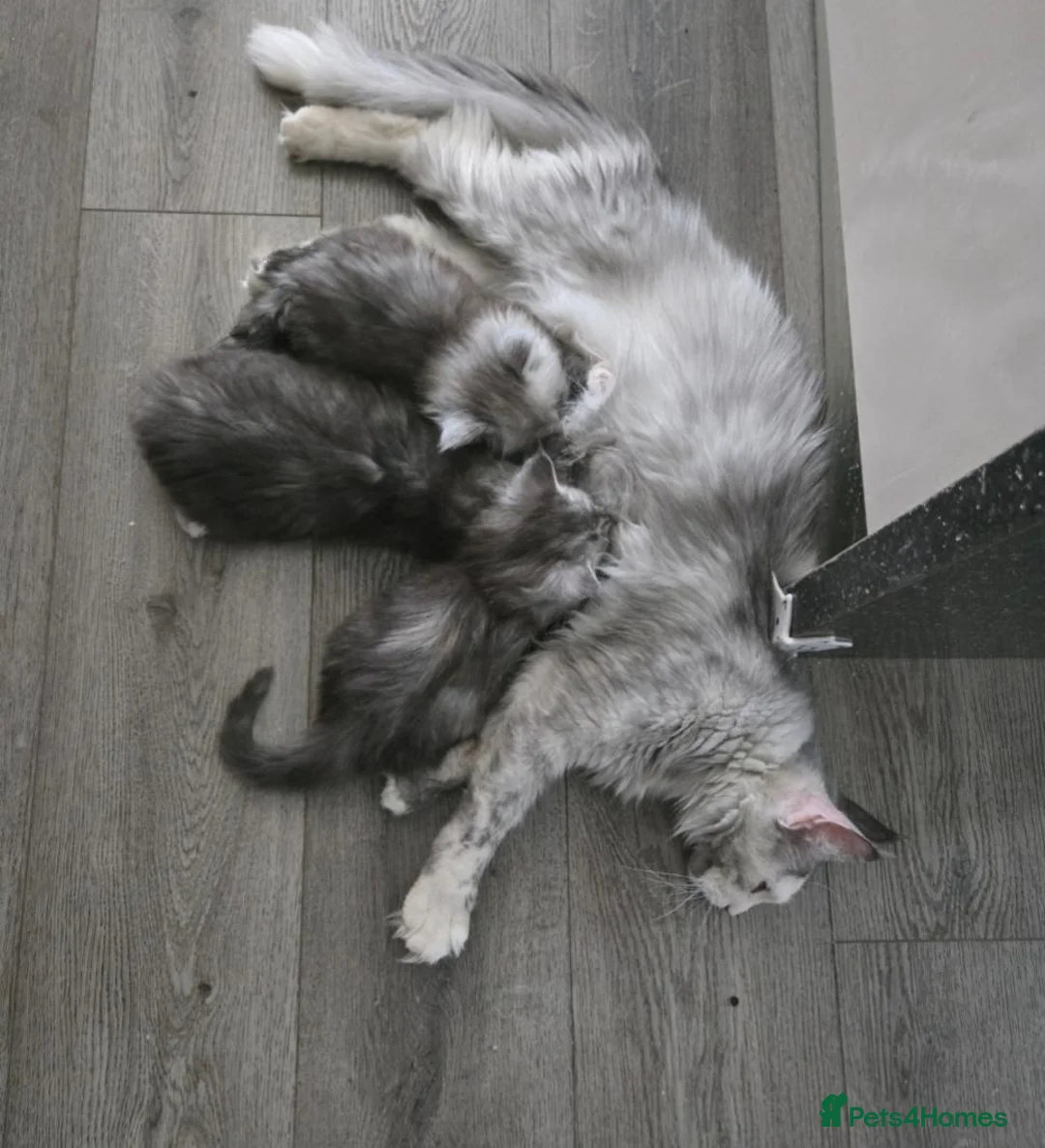 Maine Coon cats for sale: TiCA registered 2F q x 7777 polly - Advert 1