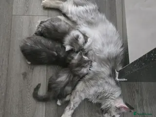 Maine Coon cats READY NOW. ***TiCA registered 2F q x 7777 polly - Advert 2