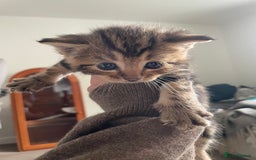 Bengal cats for sale: 9 BENGAL RAGDOLL X KITTENS - Image 36