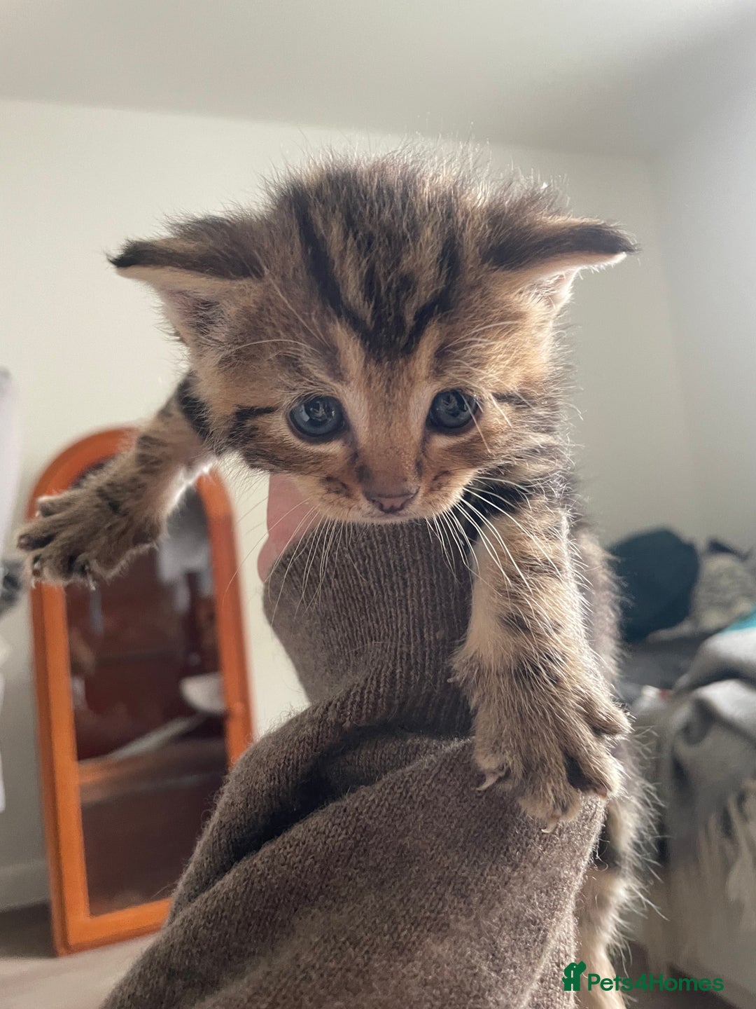 Bengal cats for sale: 9 BENGAL RAGDOLL X KITTENS - Image 36