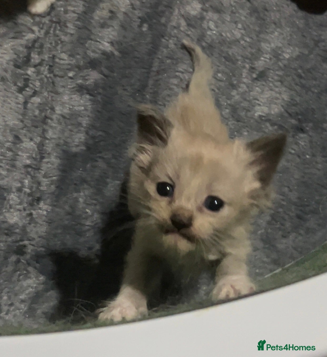 Ragdoll cats Cherubim ragdolls full pedigree - Advert 1