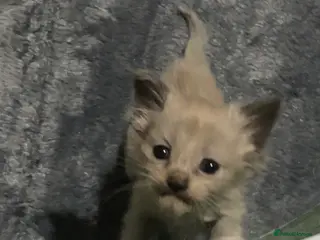 Ragdoll cats Cherubim ragdolls full pedigree - Advert 1