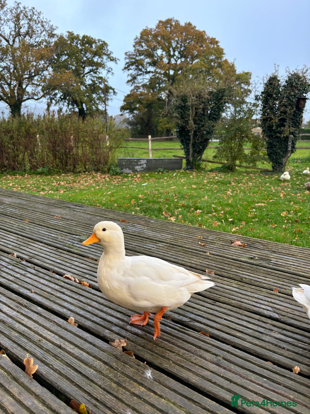 Ducks poultry for sale: Pair of call ducks  - Image 8