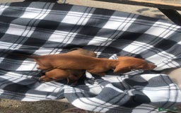 Dachshund dogs for sale: Dachshund puppy’s  - Image 3