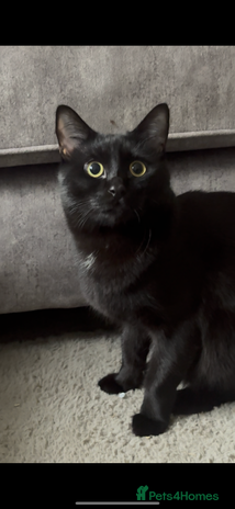 Ragdoll cats - Advert 9