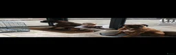 Boxer dogs for sale: Beautiful KC boxer puppies  in Colchester - Advert 13
