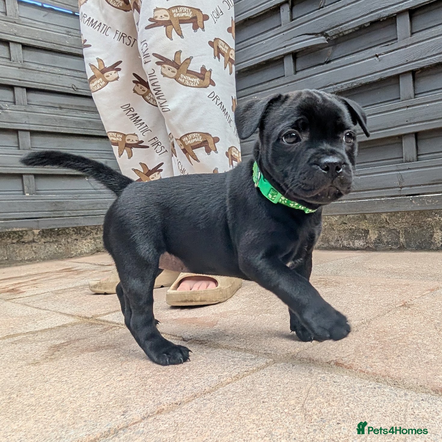 Staffordshire Bull Terrier dogs Blue & Black KC Staffie Puppies - Champ Bloodline - Advert 2