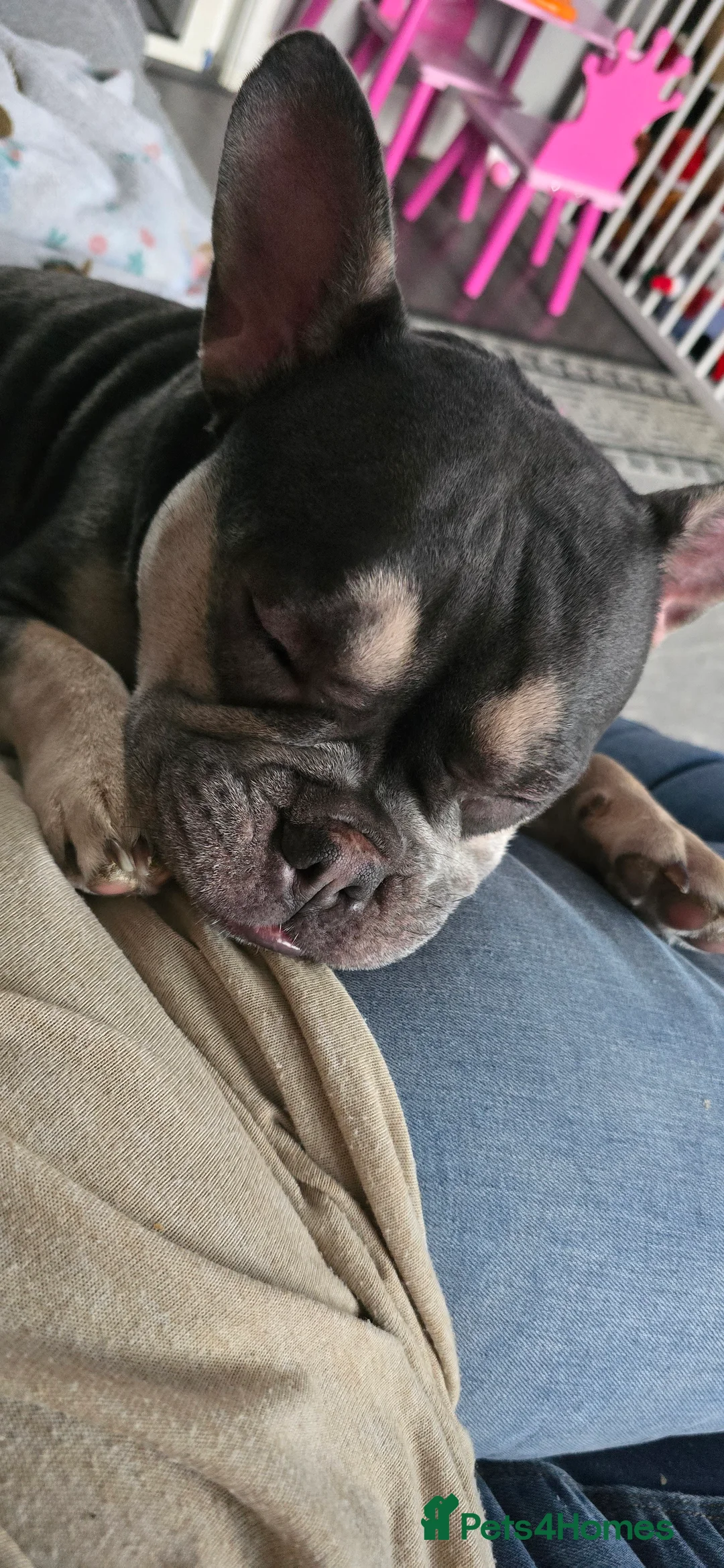 French Bulldog dogs for sale: French bulldog  - Advert 6