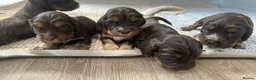 Cocker Spaniel dogs for sale: Beautiful 5 Chocolate and Tan cocker spaniels  - Advert 5