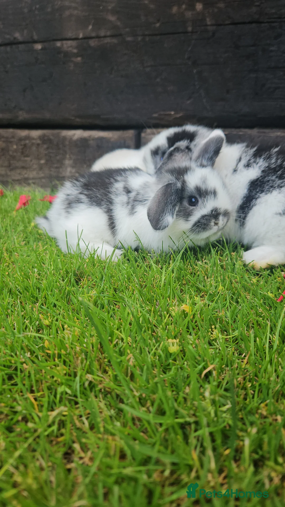 Mini Lop rabbits for sale: Gorgoeus mini lop baby rabbits - Advert 8