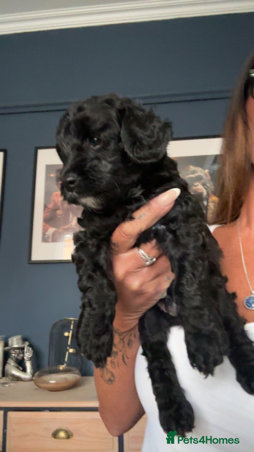 Cavapoo dogs Stunning Health Tested F1 Cavapoo Puppy’s  - Advert 1