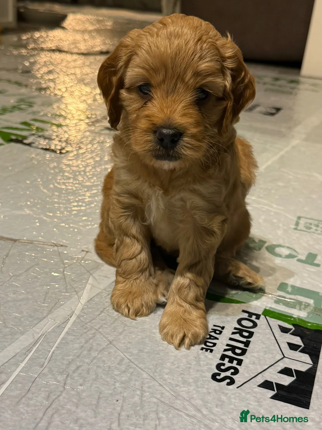 Mixed Breed dogs for sale: Cockerpoo x jackerpoo puppies - Advert 5