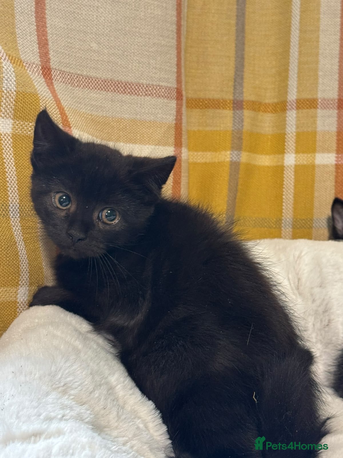 British Shorthair cats for sale: Beautiful Kittens Ready now  - Advert 2