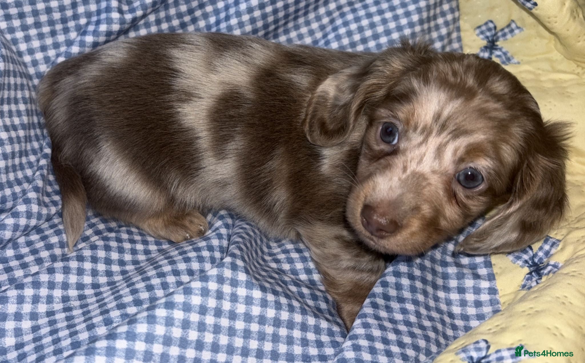 Miniature Dachshund dogs for sale: Miniature dachshund puppies  - Advert 1