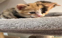 Domestic Shorthair cats for sale: 🐾Sorry….All REHOMED now 🥰 🐾 - Advert 17