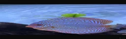 Discus fish for sale: Discus fish  - Advert 6