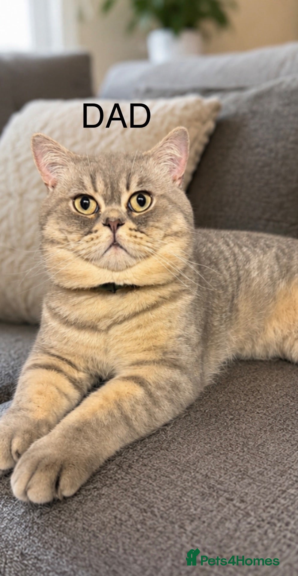 British Shorthair cats British blue kittens mum & dad GCCF  - Advert 2