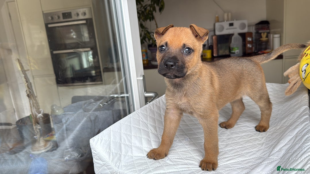 Mixed Breed dogs for sale: German Shepherd cross American bulldog puppies - Image 3