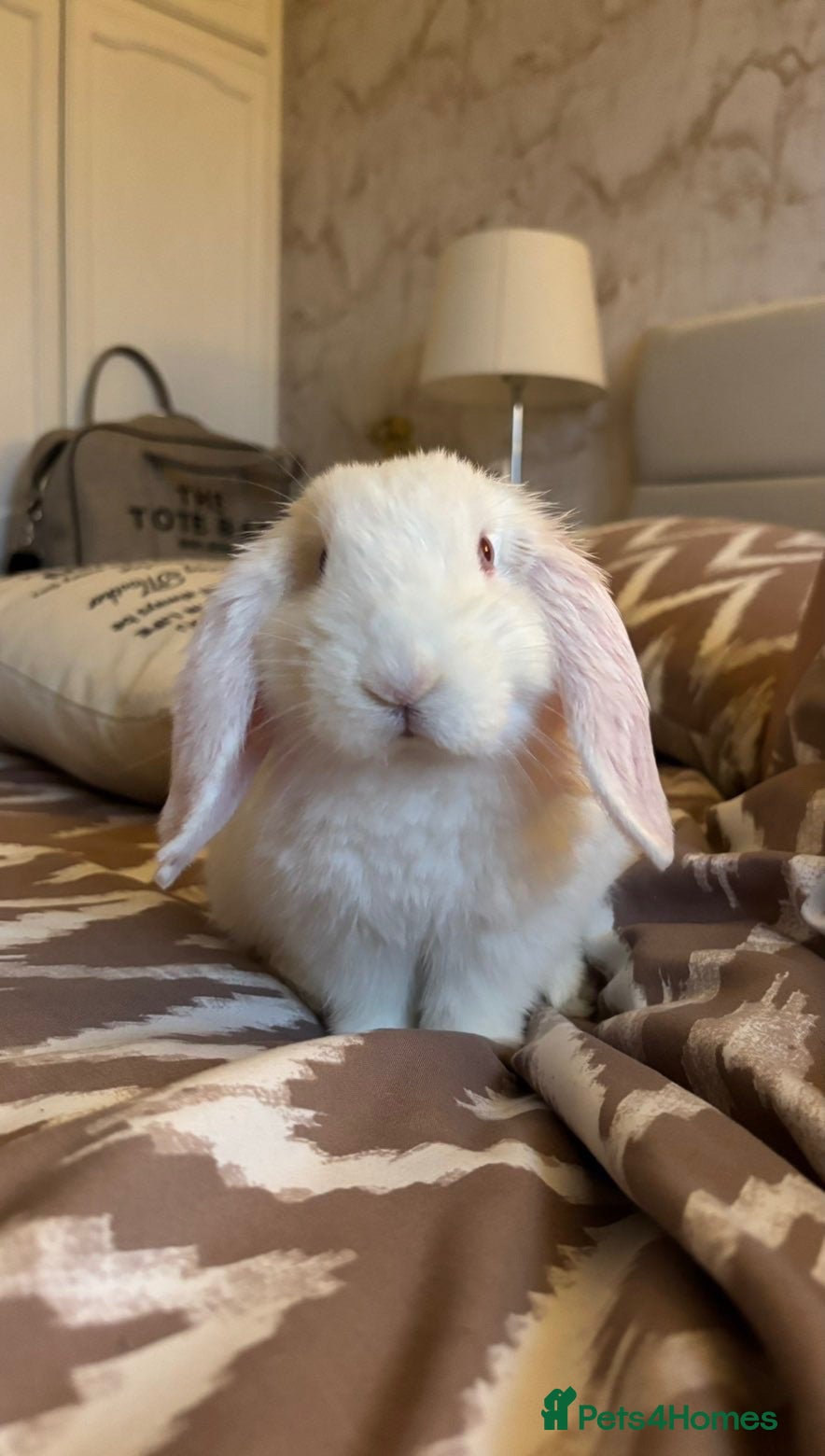 Mini Lop rabbits Beautiful rabbit in need of a new home  - Advert 1