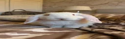 Mini Lop rabbits for sale: Beautiful rabbit in need of a new home  in Bilston - Advert 1