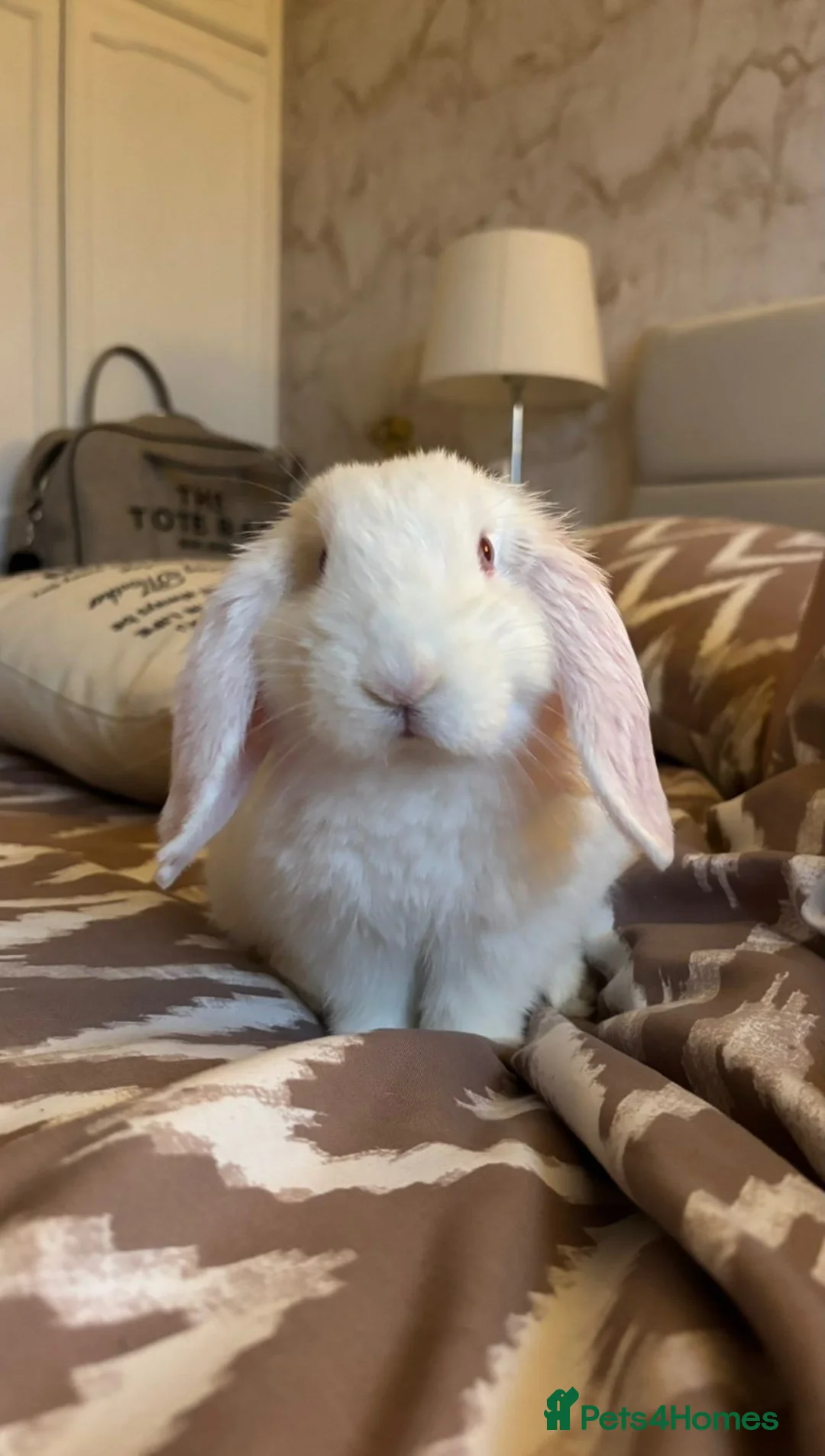 Mini Lop rabbits for sale: Beautiful rabbit in need of a new home  in Bilston - Advert 1