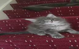 Maine Coon cats for sale: Maine coon kittens - Image 8