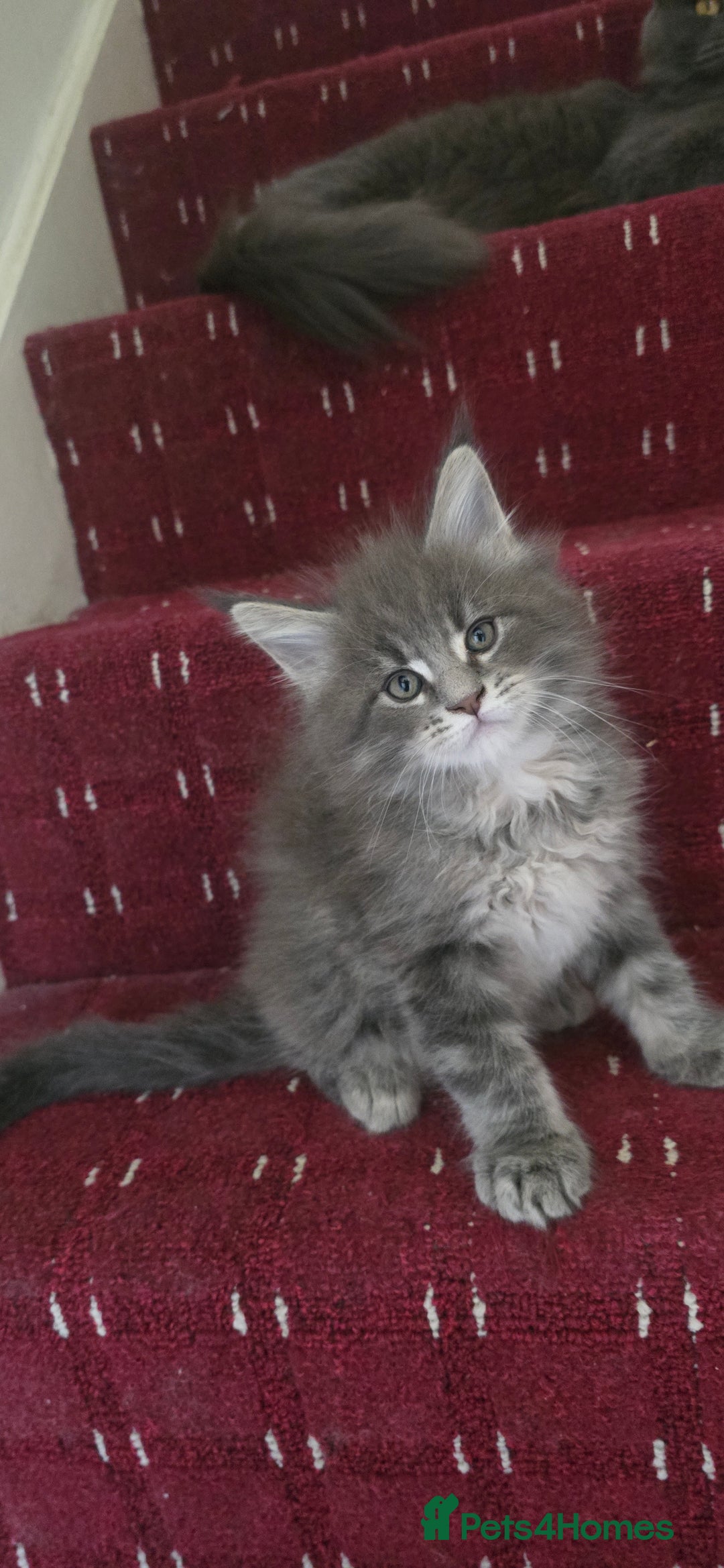 Maine Coon cats for sale: Maine coon kittens - Image 8