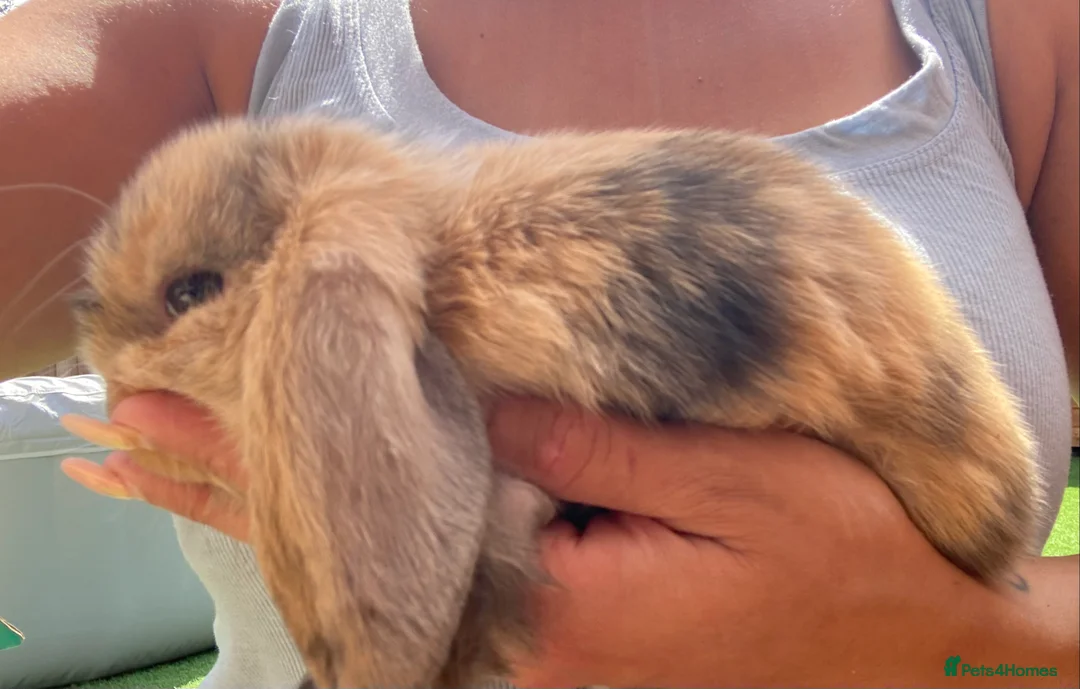 Mini Lop rabbits for sale: Stunning Mini Lop Bunnies in Tunbridge Wells - Advert 10