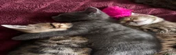 American Shorthair cats for sale: 5 female tabbys  in Morden - Advert 6