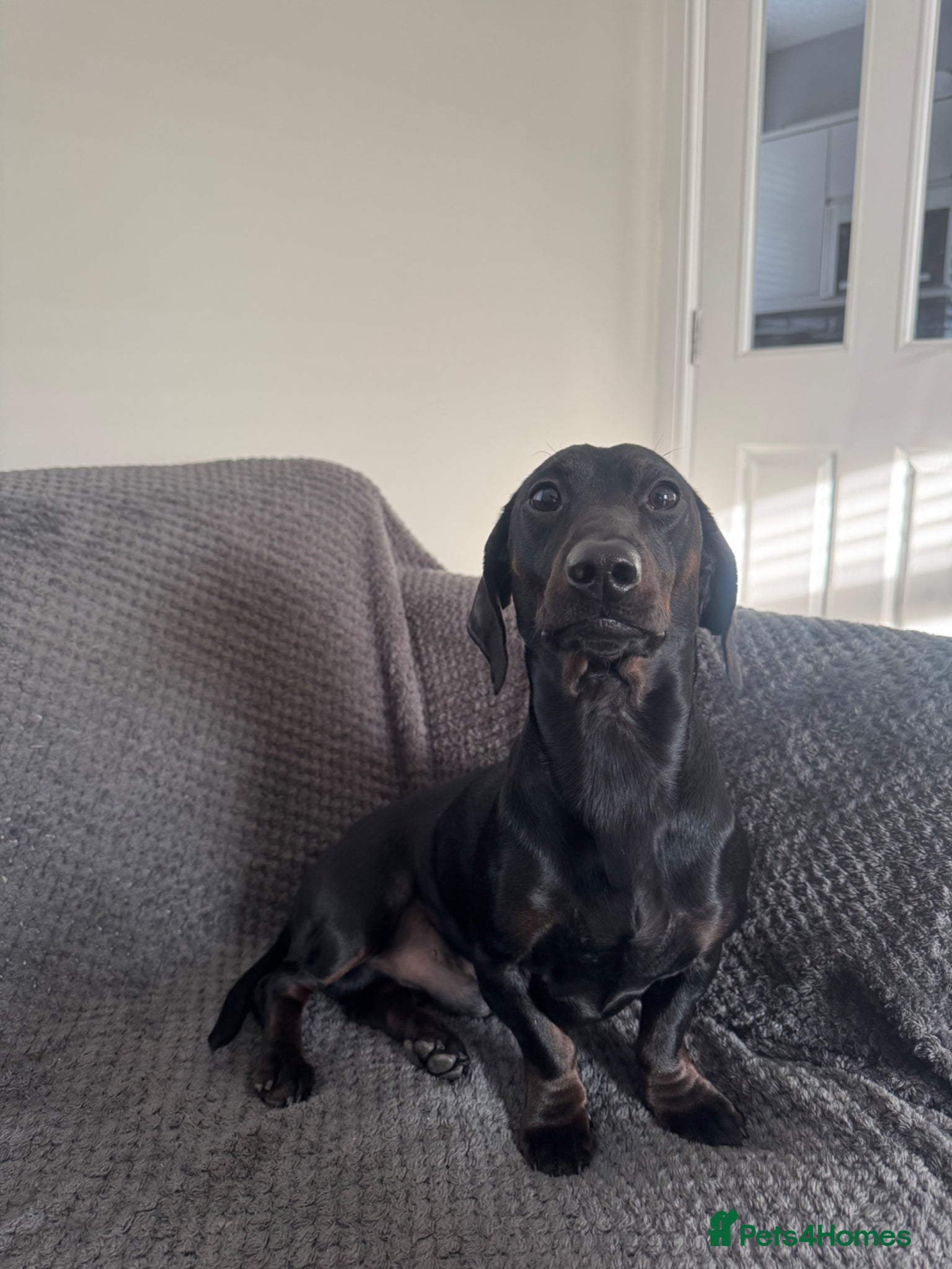 Dachshund dogs Tri boy - Advert 1