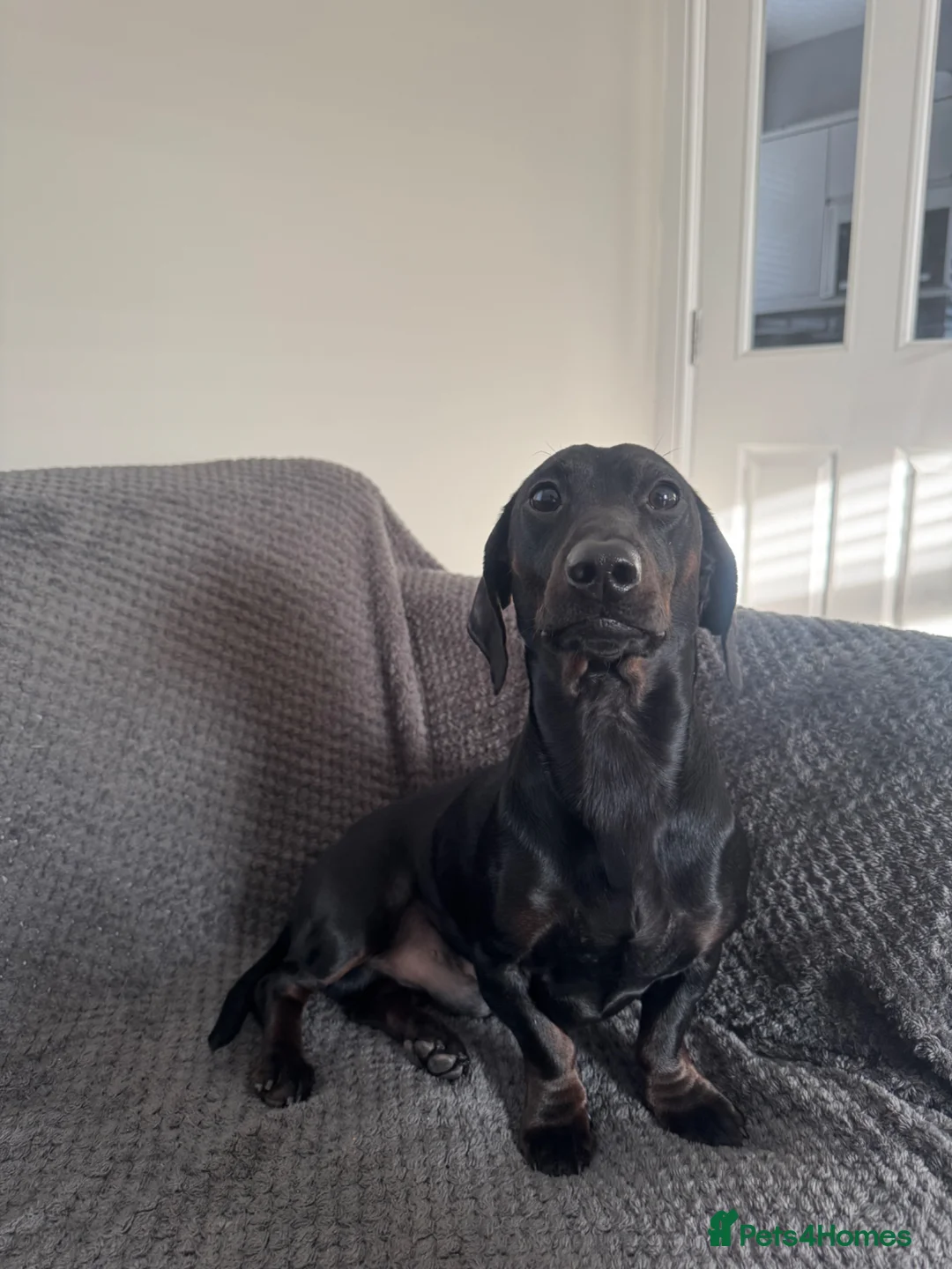 Dachshund dogs for sale: Tri boy in Dumfries - Advert 1