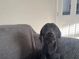 Dachshund dogs Tri boy - Advert 1