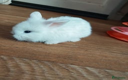Lionhead rabbits for sale: 4 baby Lionhead rabbits - Advert 1