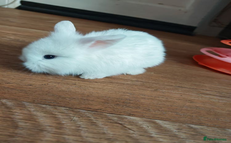 Lionhead rabbits 4 baby Lionhead rabbits - Advert 1