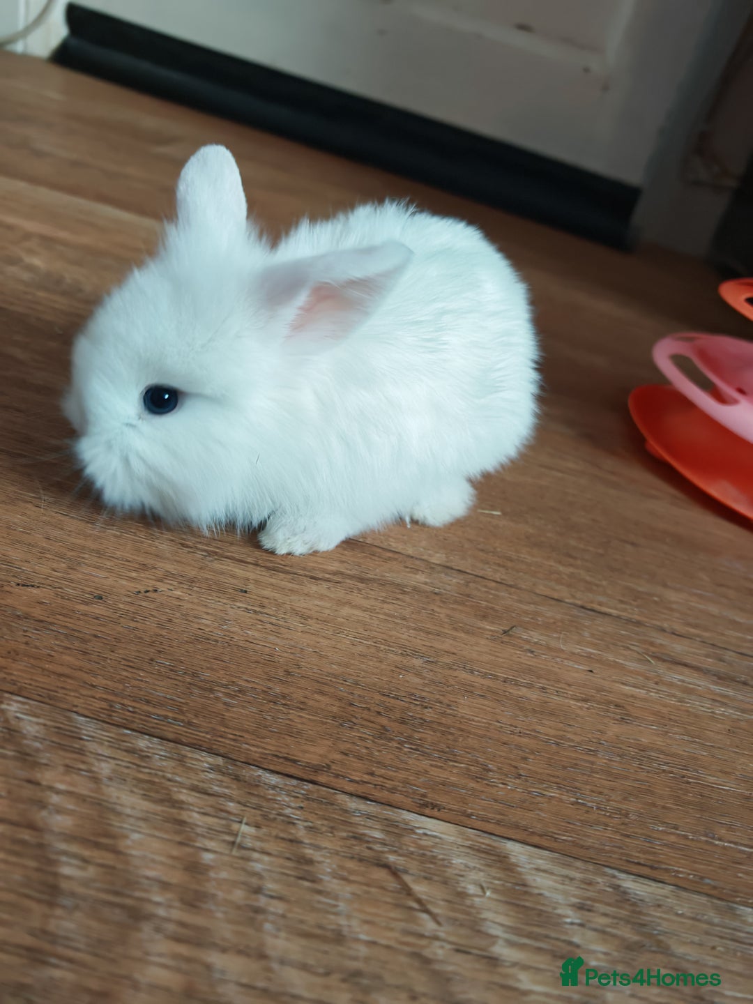 Lionhead rabbits for sale: 4 baby Lionhead rabbits - Advert 1