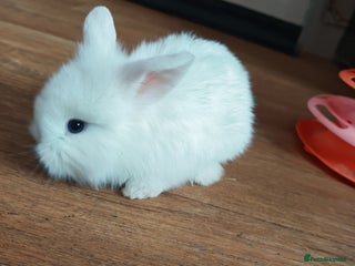 Lionhead rabbits 4 baby Lionhead rabbits - Advert 1