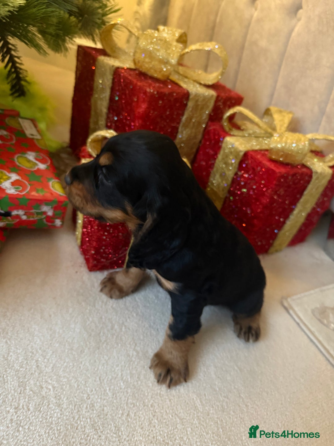 Cocker Spaniel dogs for sale: 2 girls left! Litter of 6 adorable kc reg puppies  - Advert 6