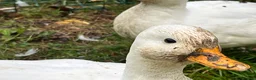 Mixed Breed birds for sale: Call ducks in Crediton - Advert 8