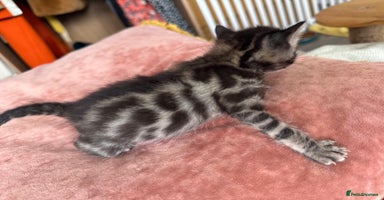 Bengal cats - Advert 3