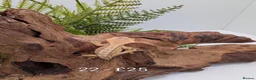 Gecko reptiles for sale: Beautiful Mix of Crested Geckos - Advert 24
